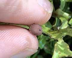 Lobariaceae