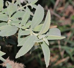 Marrubium peregrinum