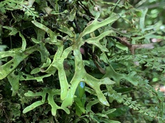 Lobariaceae