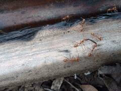 Oecophylla smaragdina