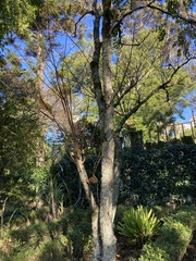 Homalanthus populneus