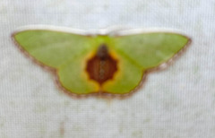 Synchlora astraeoides
