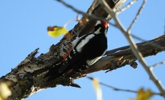 Dendrocopos major hispanus