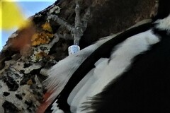 Dendrocopos major hispanus