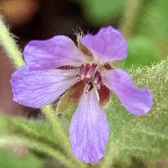 Tremandra stelligera