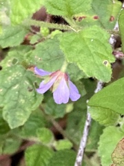 Tremandra stelligera