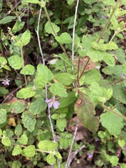 Tremandra stelligera