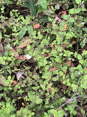 Tremandra stelligera