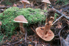 Cortinarius glandicolor