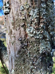 Homalanthus populneus