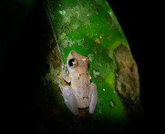 Pristimantis kichwarum