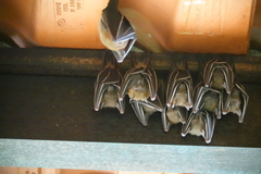 Cynopterus brachyotis