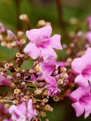 Fridericia platyphylla