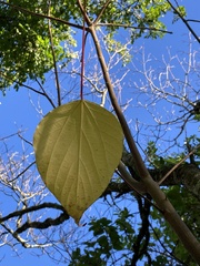Homalanthus populneus