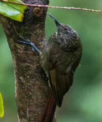 Lepidocolaptes lacrymiger