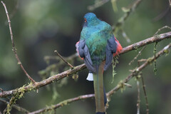 Trogon personatus