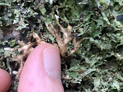 Lobariaceae