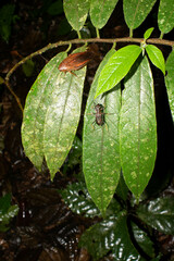 Odontocheila