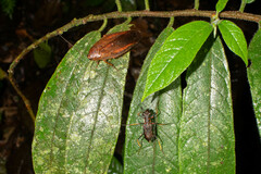 Odontocheila