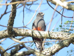 Trogon surrucura