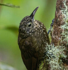 Lepidocolaptes lacrymiger