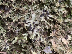Lobariaceae