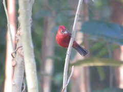 Coryphospingus cucullatus