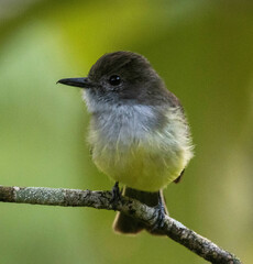 Myiarchus cephalotes