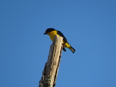 Euphonia violacea