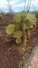 Opuntia galapageia