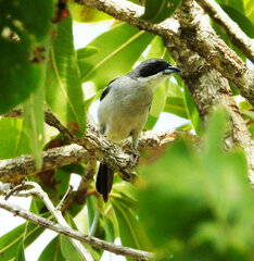 Neothraupis fasciata