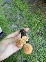 Collybiopsis subnuda
