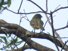 Myiopagis viridicata