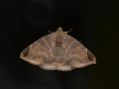 Pindara illibata