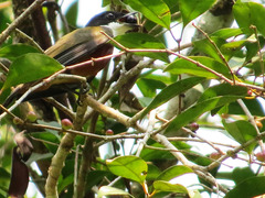 Heterocercus linteatus