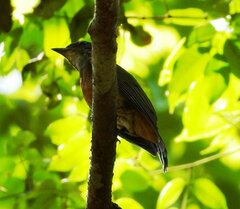 Heterocercus linteatus