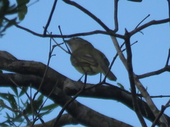 Myiopagis viridicata