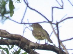 Myiopagis viridicata