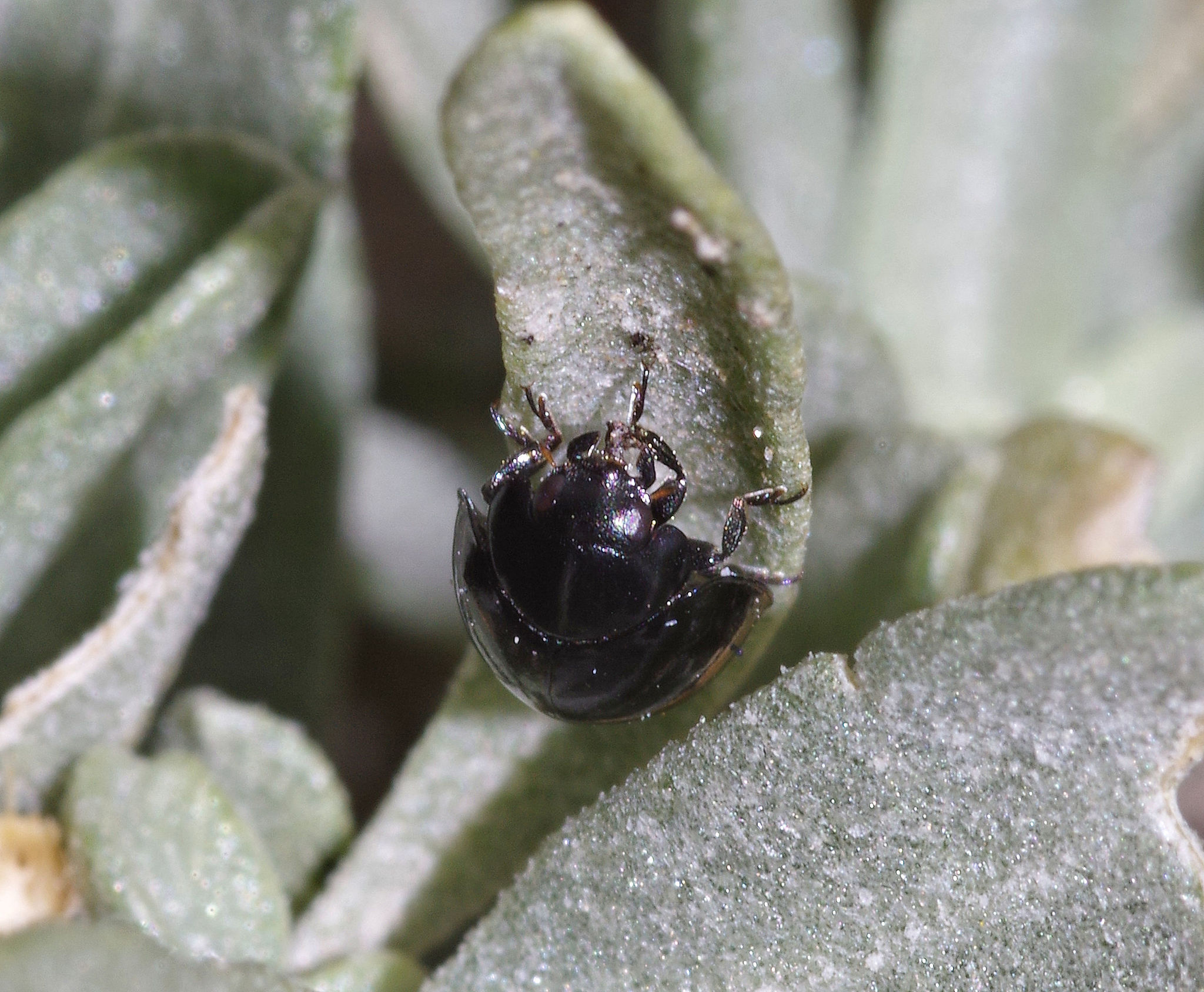 Exochomus aethiops (Bland, 1864)