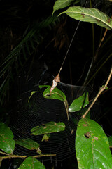Spilasma duodecimguttata