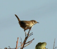 Cistothorus platensis