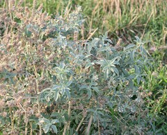 Marrubium peregrinum