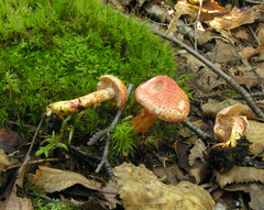 Cortinarius bolaris