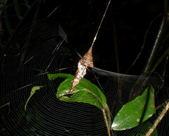 Spilasma duodecimguttata