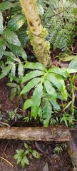 Tectariaceae
