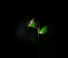 Spilasma duodecimguttata