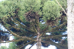 Araucaria