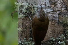 Lepidocolaptes lacrymiger