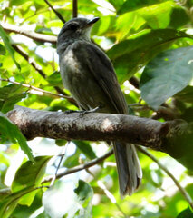 Lipaugus vociferans