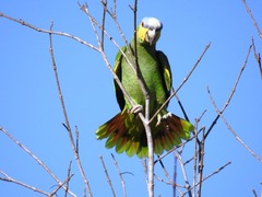 Amazona amazonica amazonica